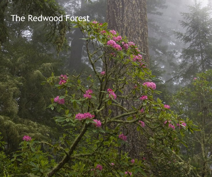 View The Redwood Forest by Julie and Scott Thompson