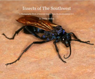 Insects of The Southwest book cover