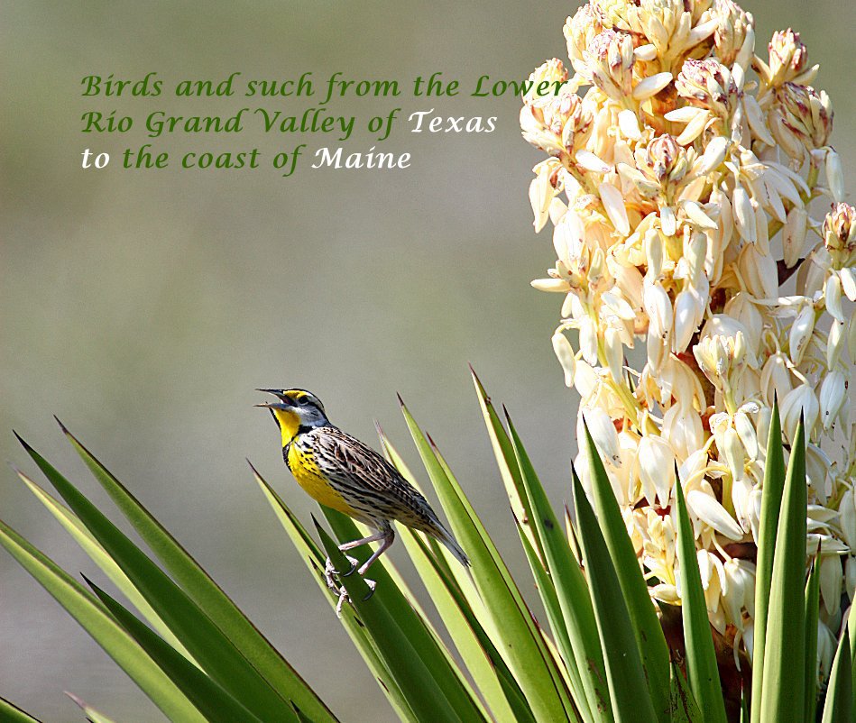 Bekijk Birds and such of the Lower Rio Grand Valley, Texas to the coast of Maine op Mickey Turnbo
