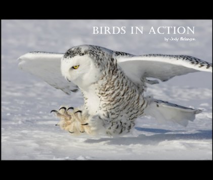 Birds In Action by Jody Melanson book cover