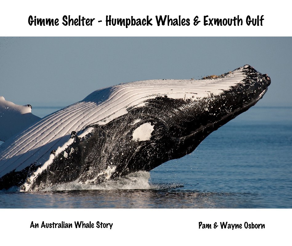 View Gimme Shelter - Humpback Whales & Exmouth Gulf by Pam & Wayne Osborn