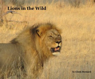Lions in the Wild book cover