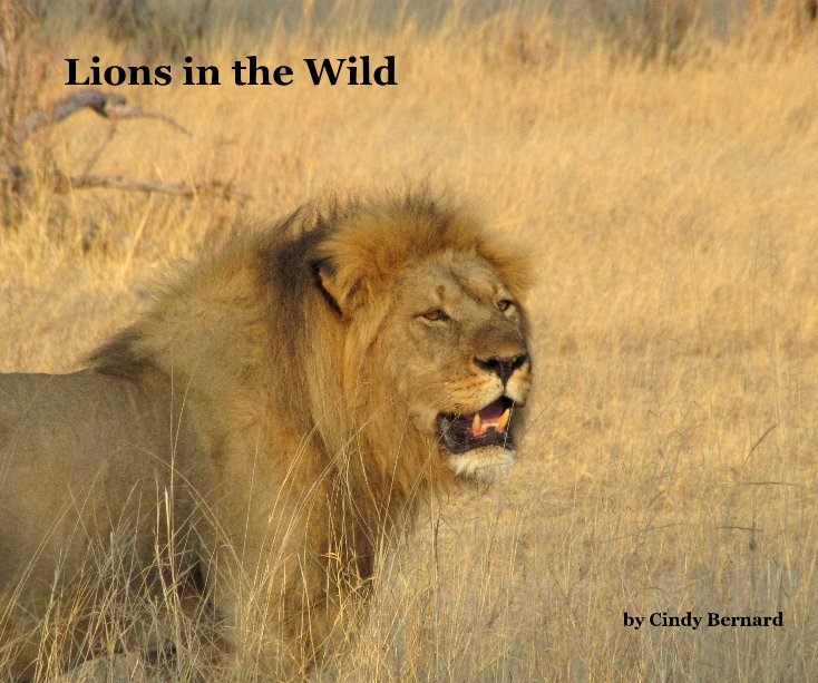 Ver Lions in the Wild por cjbern65