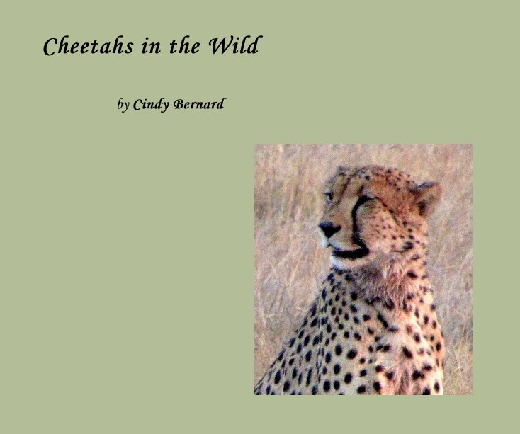 View Cheetahs in the Wild by Cindy Bernard