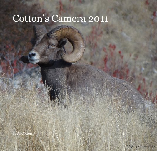 View Cotton's Camera 2011 by Al Cotton