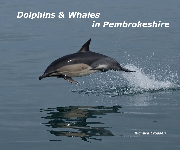 View Dolphins & Whales in Pembrokeshire by seatrust