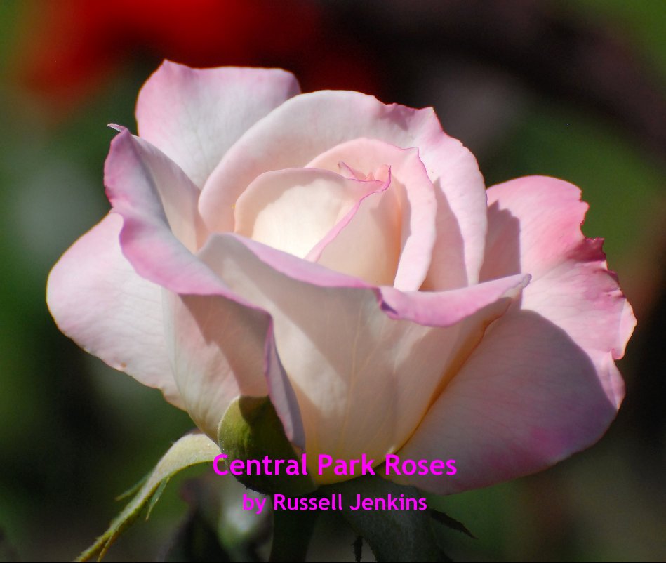 View Central Park Roses by Russell Jenkins cfotos4fun@yahoo.com