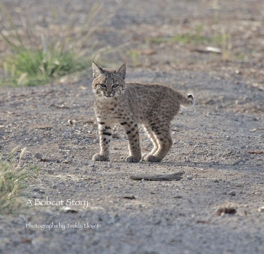 View A Bobcat Story by Photographs by Teddy Llovet