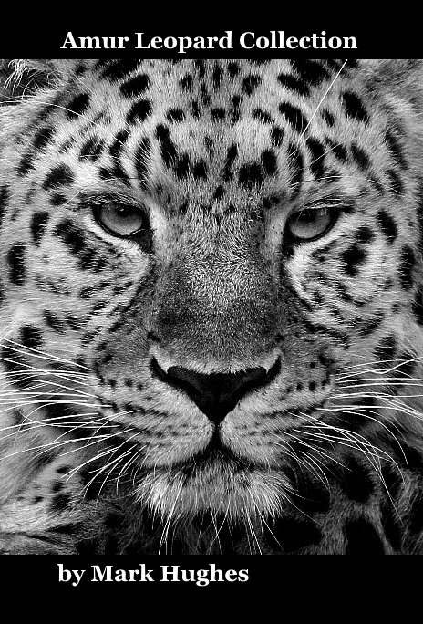 Amur Leopard Collection nach Mark Hughes anzeigen