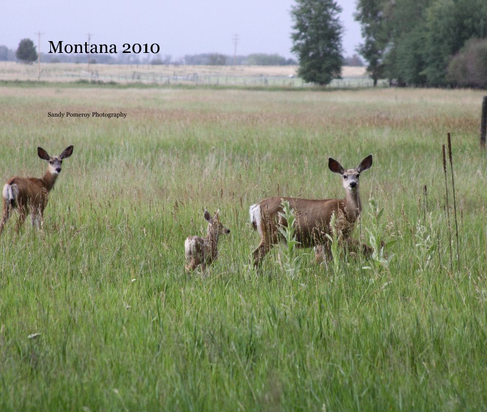 Montana 2010 nach Sandy Pomeroy Photography anzeigen