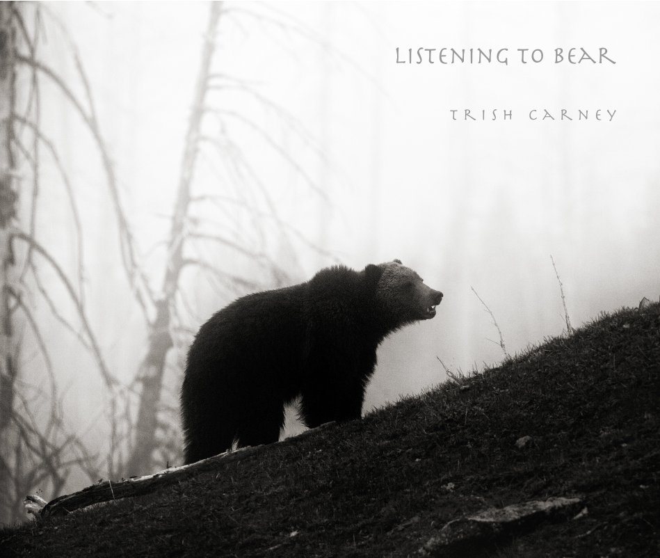View Listening to bear by T r i s h  C a r n e y