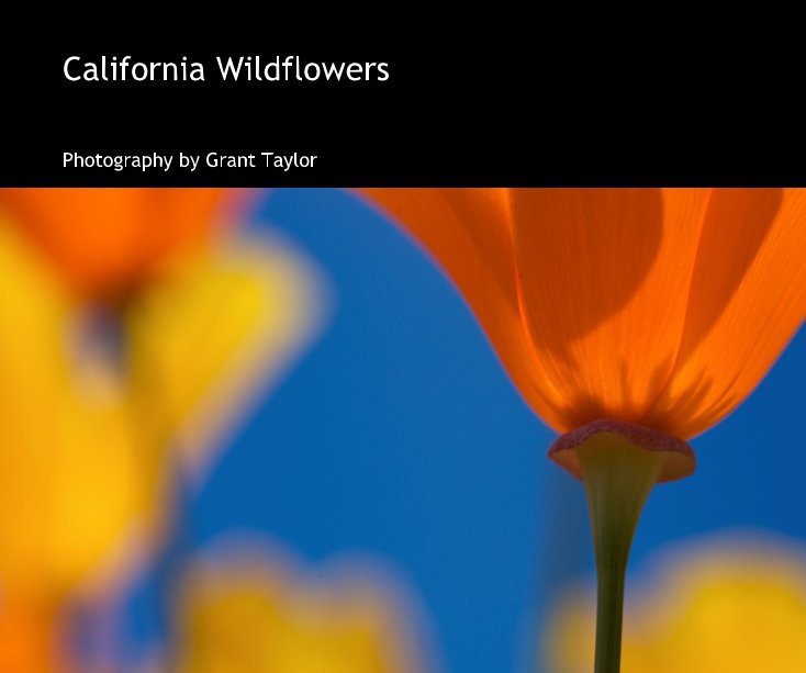 View California Wildflowers by Grant Taylor