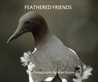 FEATHERED FRIENDS book cover