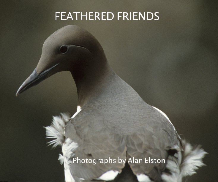 View FEATHERED FRIENDS by Photographs by Alan Elston