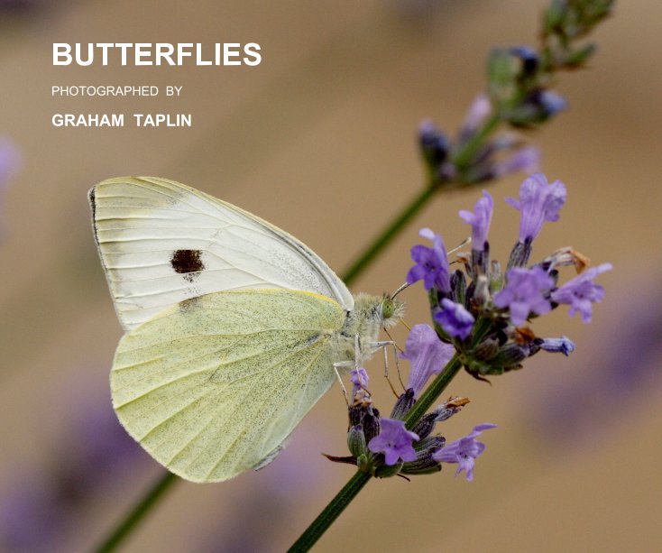 View BUTTERFLIES by GRAHAM TAPLIN