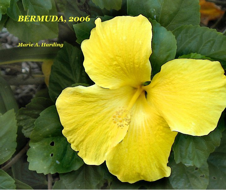 Bekijk BERMUDA, 2006 op Marie A. Harding