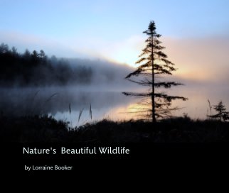 Nature's  Beautiful Wildlife book cover
