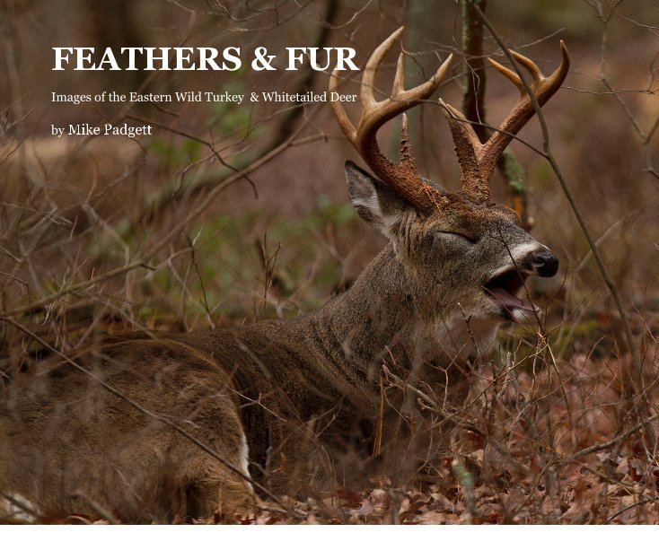 View FEATHERS & FUR by Mike Padgett