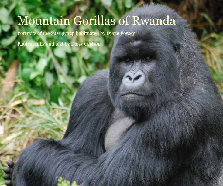 View Mountain Gorillas of Rwanda by Daisy Carlson
