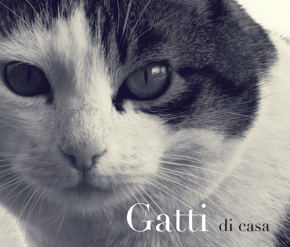 View Gatti di casa by Miriam Callegari