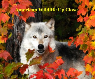 American Wildlife Up Close book cover