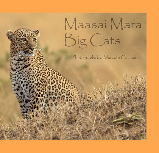 Visualizza Maasai Mara Big Cats di Marcello Calandrini