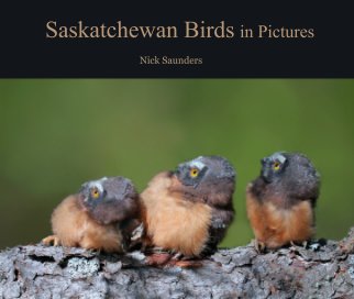 Saskatchewan Birds in Pictures book cover