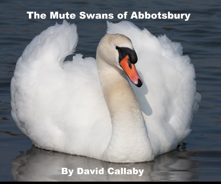 View The Mute Swans of Abbotsbury by David Callaby