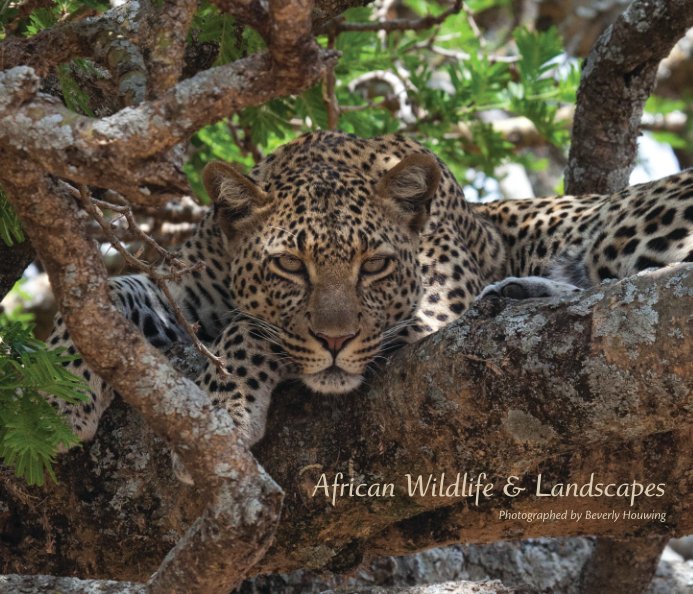 Visualizza African Wildlife & Landscapes - Softcover di Beverly Houwing