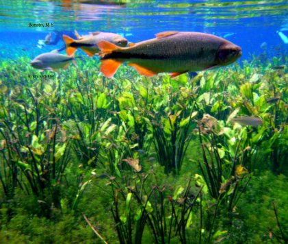 Bonito, M S book cover