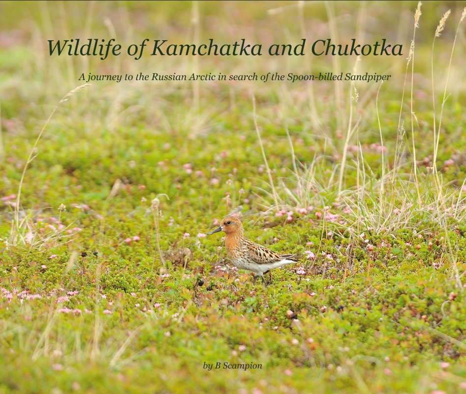 Bekijk Wildlife of Kamchatka and Chukotka A journey to the Russian Arctic in search of the Spoon-billed Sandpiper op B Scampion