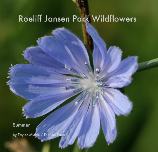 View Roeliff Jansen Park Wildflowers by Taylor Mickle / The Lux Farm