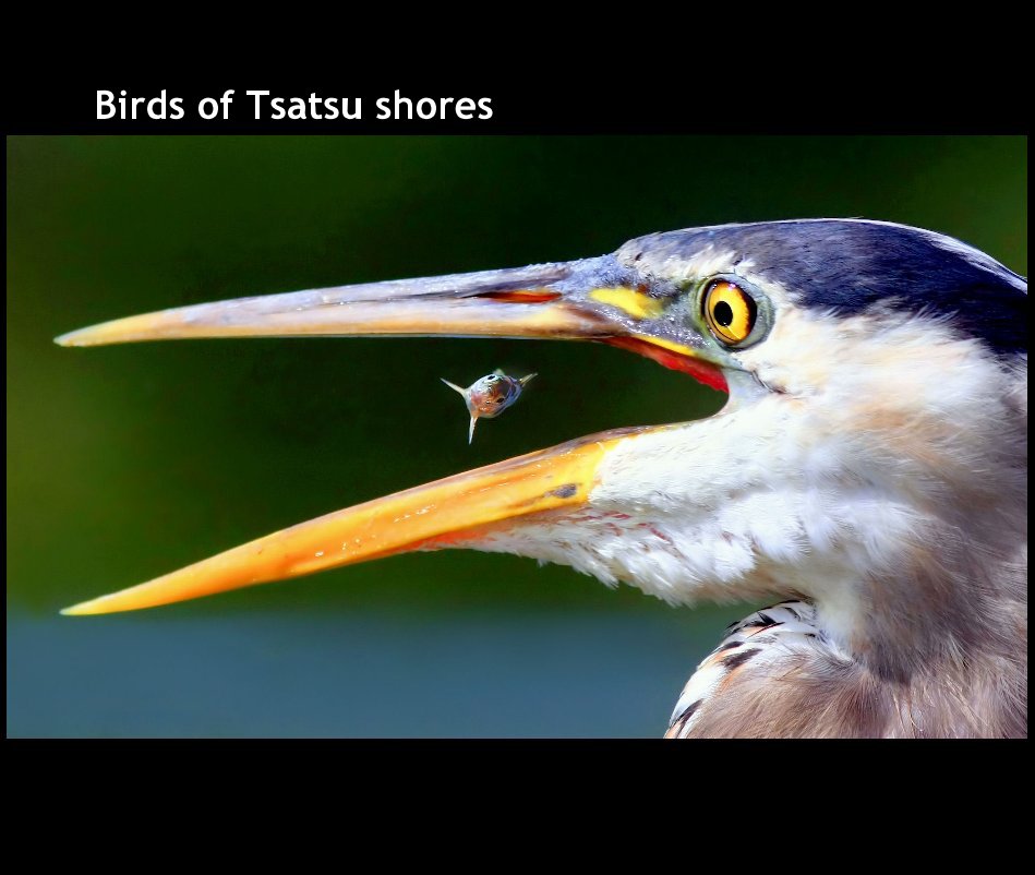 View Birds of Tsatsu shores by Nigel Tate
