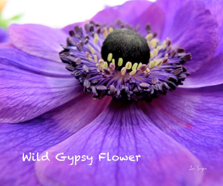 Wild Gypsy Flower nach Lori Bryan anzeigen