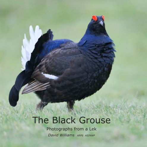 View The Black Grouse by David Williams