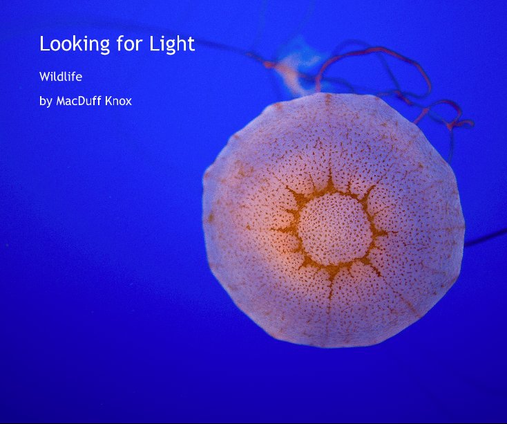 Visualizza Looking for Light di MacDuff Knox