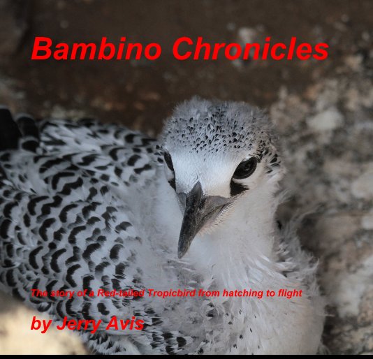 View Bambino Chronicles by Jerry Avis