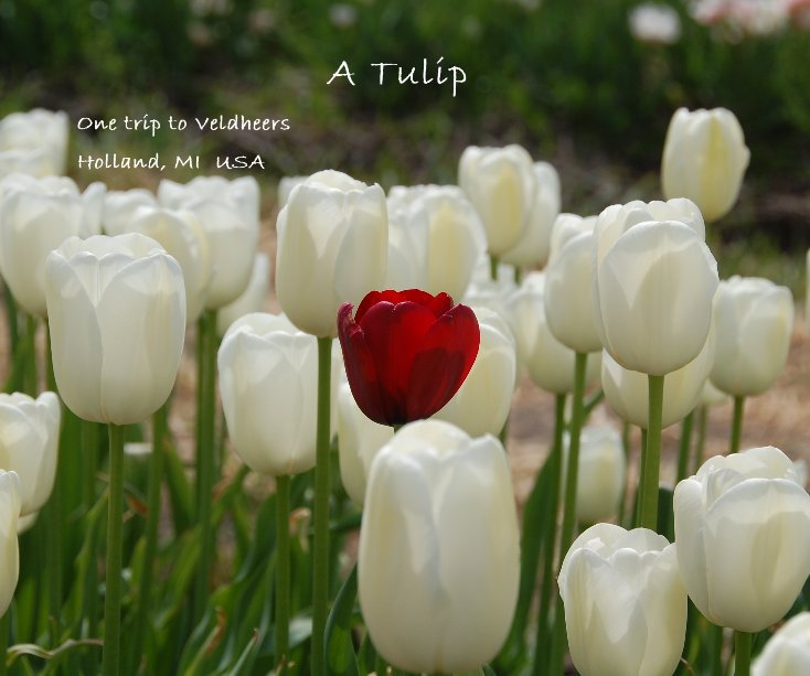 View A Tulip by Holland, MI USA
