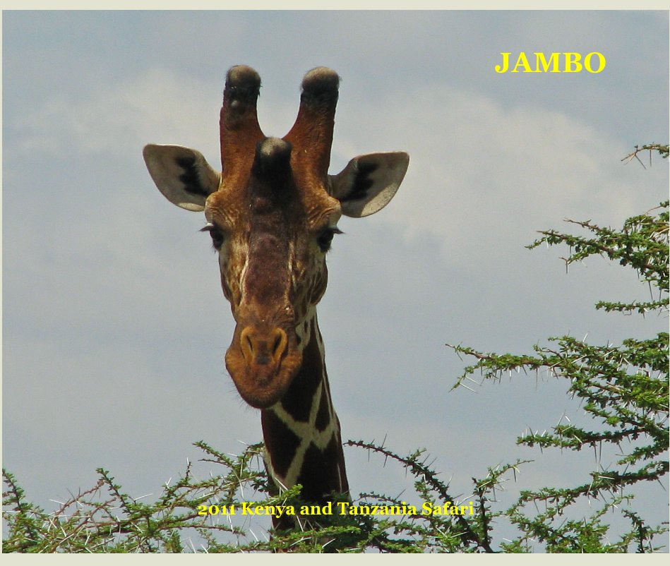Visualizza JAMBO di 2011 Kenya and Tanzania Safari