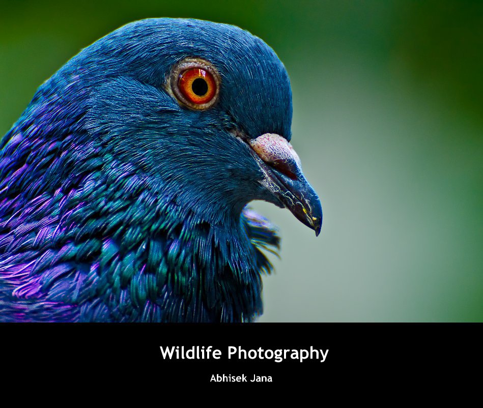 View Wildlife Photography by Abhisek Jana