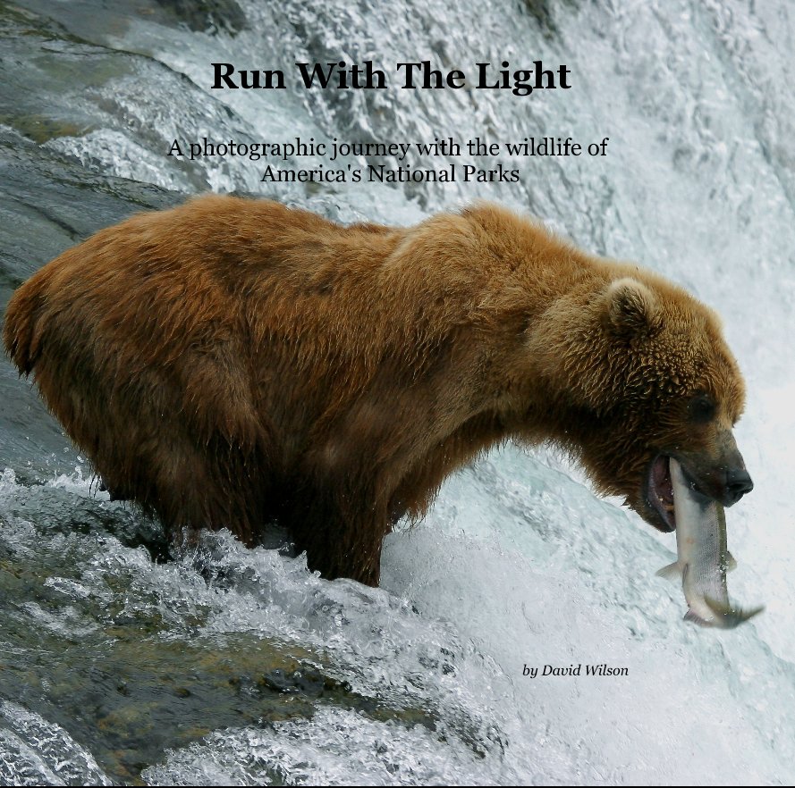 View Run With The Light (12" square) by David Wilson