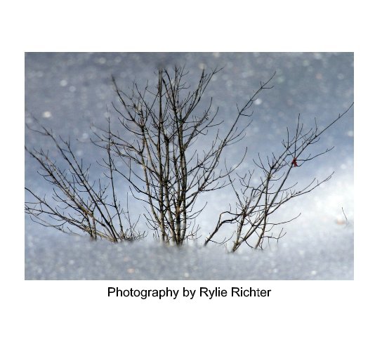 Ver Photography by Rylie Richter (2.0) por rockstarfran