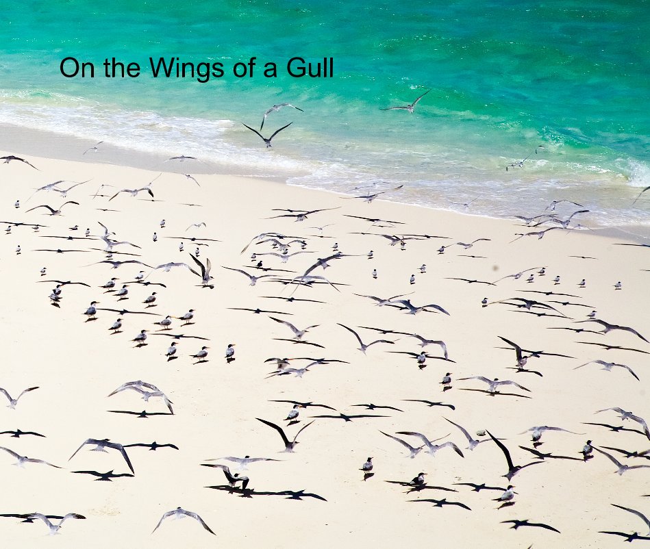 View On the Wings of a Gull by Robert Flatt