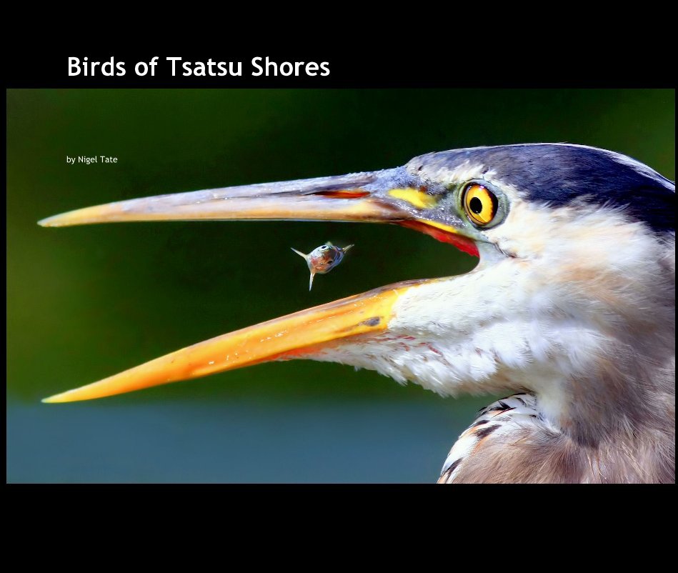 View Birds of Tsatsu Shores by Nigel Tate