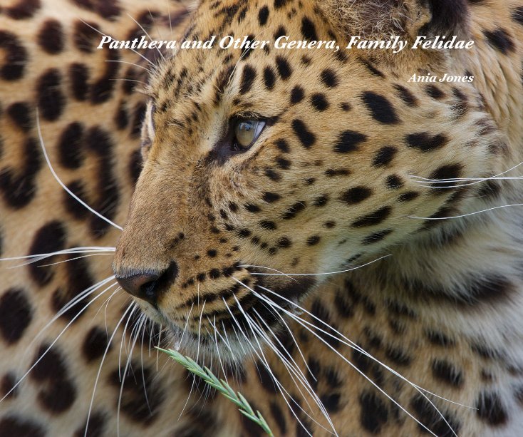 Bekijk Panthera and Other Genera, Family Felidae op Ania Jones