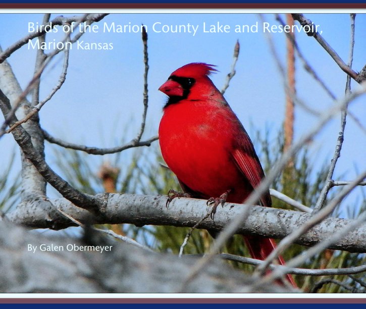 Ver Birds of the Marion County Lake and Reservoir,  Marion Kansas por Galen Obermeyer