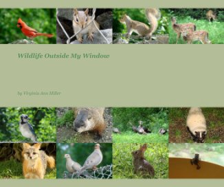 Wildlife Outside My Window book cover