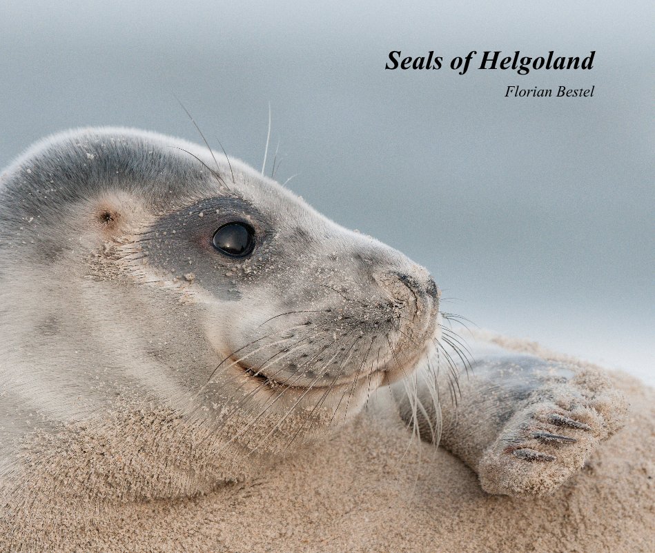 View Seals of Helgoland by Florian Bestel