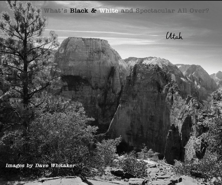 View What's Black & White and Spectacular All Over? by IFOTO4U