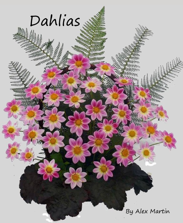 View Dahlias by Alex Martin
